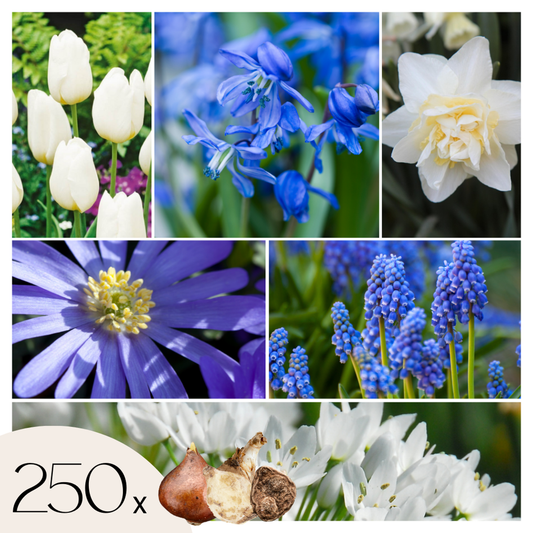 Florastore Blomlökpaket - Set Om 250 - Allium, Narcissus, Tulipa Och Mer - Blomlökar - Blå