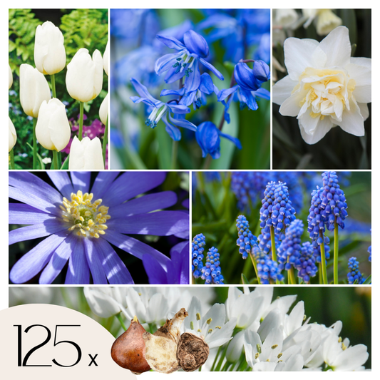 Florastore Blomlökpaket - Set Om 125 - Allium, Narcissus, Tulipa Och Mer - Blomlökar - Blå