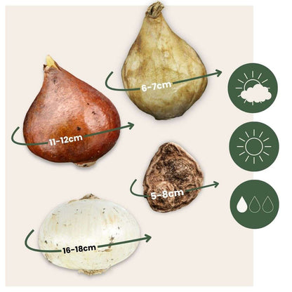 Bulb Mix Blomlökpaket - Set Om 125 - Allium, Narcissus, Tulipa Och Mer - Blomlökar - Blå