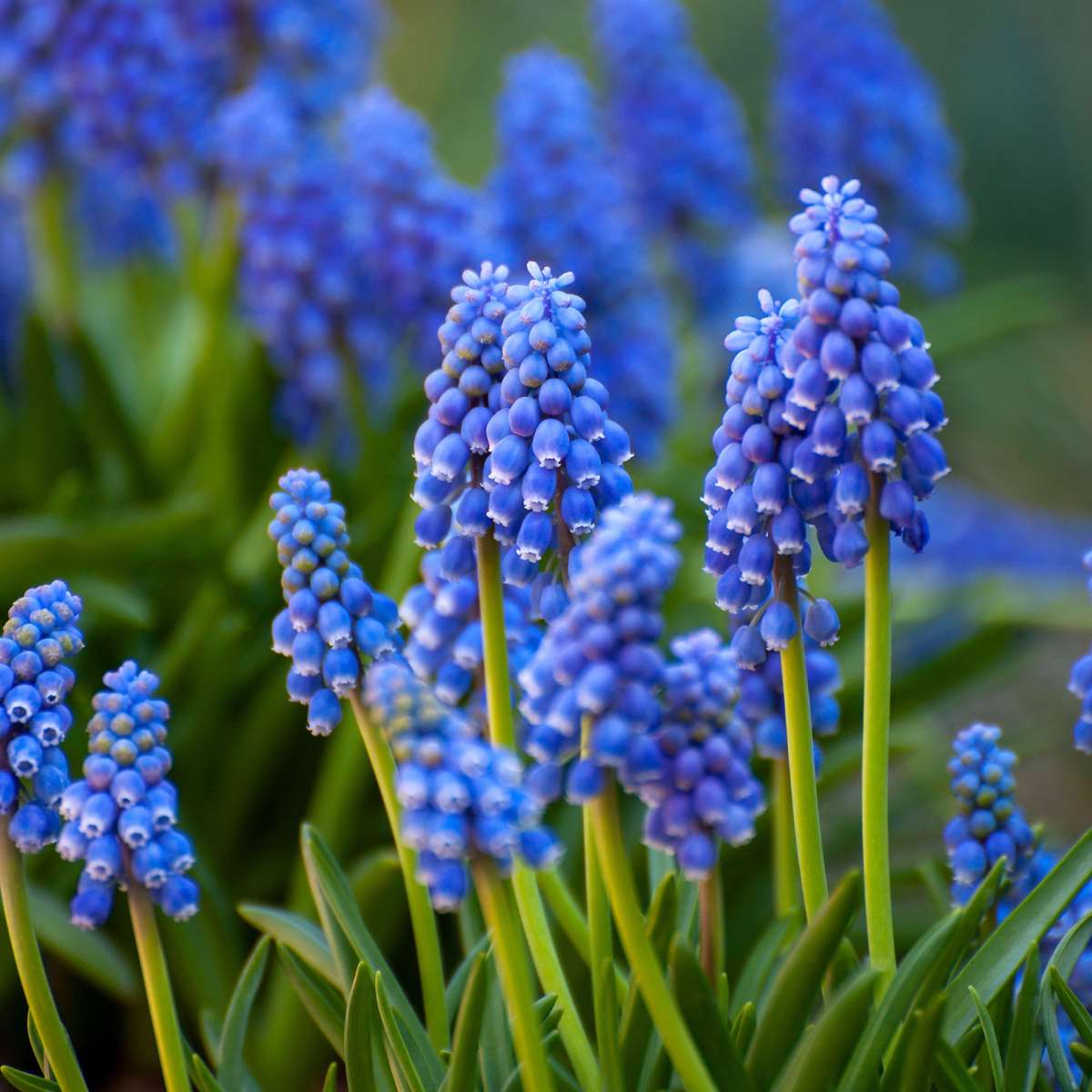 Bulb Mix Blomlökpaket - Set Om 125 - Allium, Narcissus, Tulipa Och Mer - Blomlökar - Blå