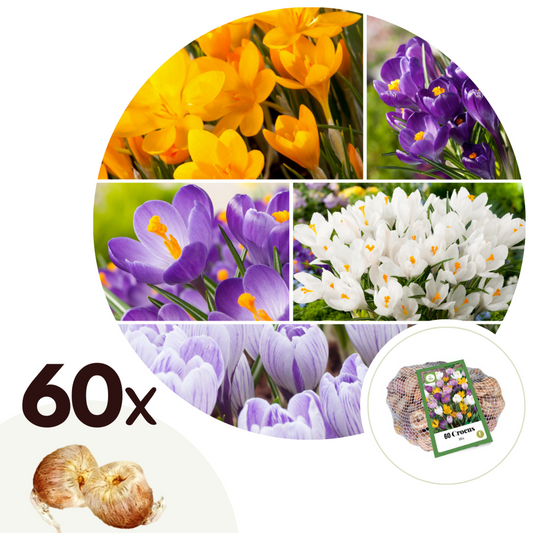Florastore Krokuslökor - Set Om 60 - Crocus Mix - Blomlökar - Flerfärgad