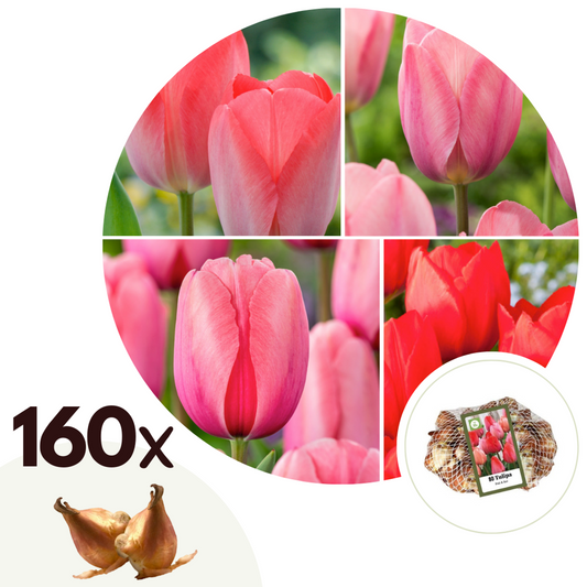 Florastore Tulpanlökar - Set Om 160 - Tulipa Tulipa 'Salmon', 'Van Eijk' - Blomlökar - Röd
