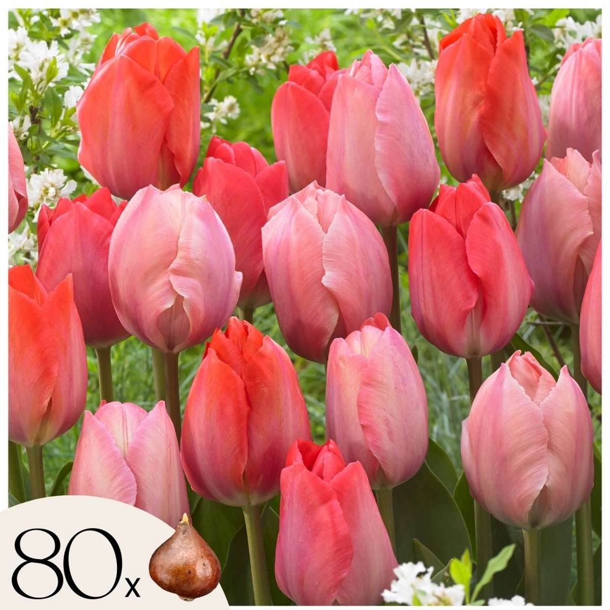 Tulip Tulpanlökar - Set Om 80 - Tulipa 'Salmon', 'Van Eijk' - Blomlökar - Röd