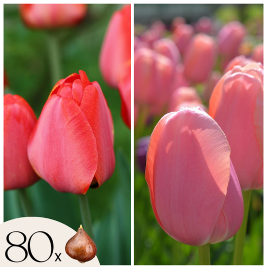 Florastore Tulpanlökar - Set Om 80 - Tulipa 'Salmon', 'Van Eijk' - Blomlökar - Röd