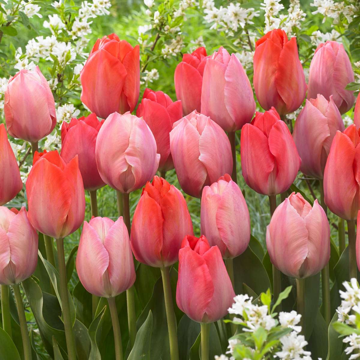 Tulip Tulpanlökar - Set Om 80 - Tulipa 'Salmon', 'Van Eijk' - Blomlökar - Röd