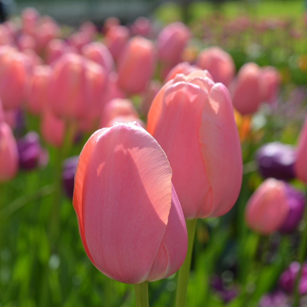 Tulip Tulpanlökar - Set Om 80 - Tulipa 'Salmon', 'Van Eijk' - Blomlökar - Röd