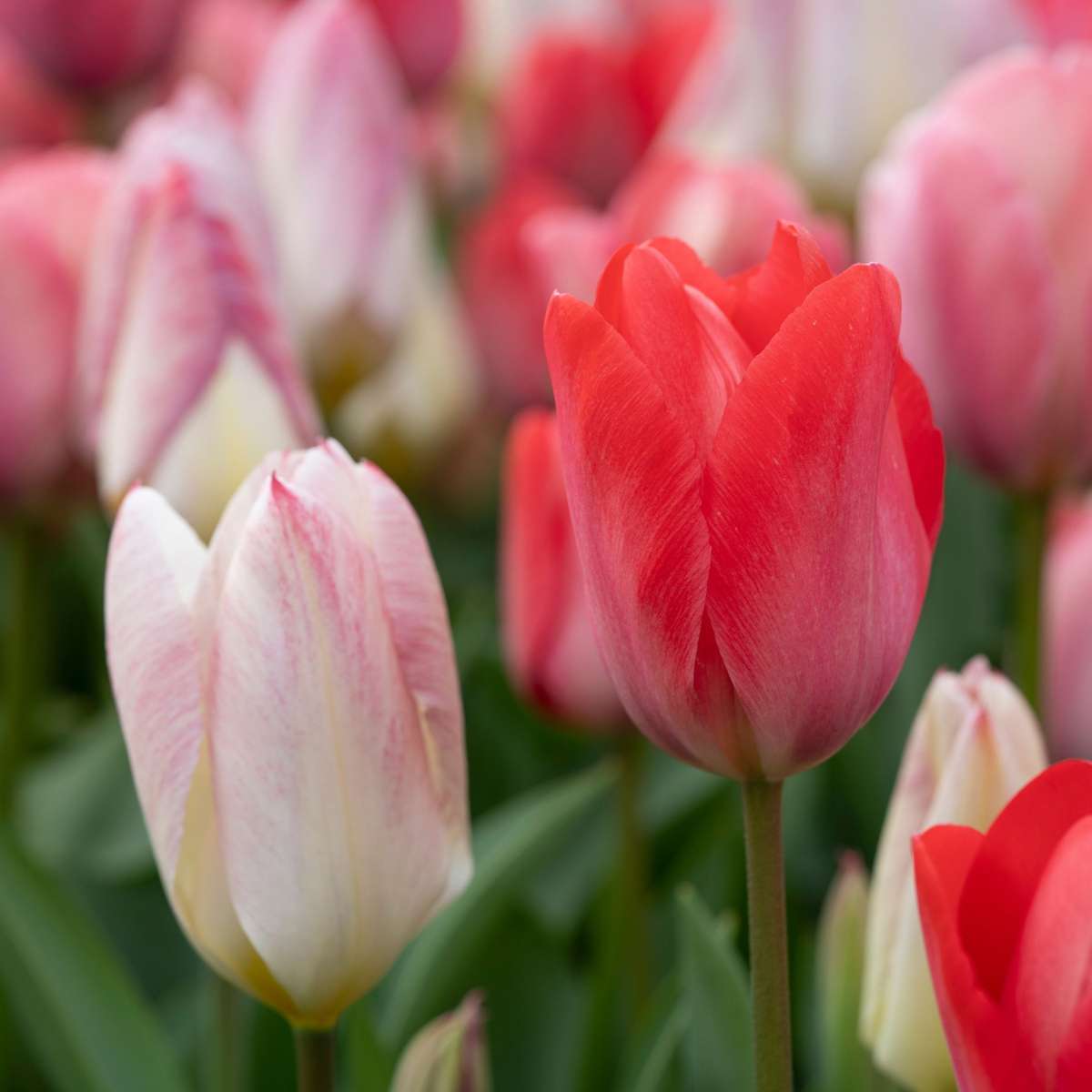 Tulip Tulpanlökar - Set Om 80 - Tulipa 'Salmon', 'Van Eijk' - Blomlökar - Röd