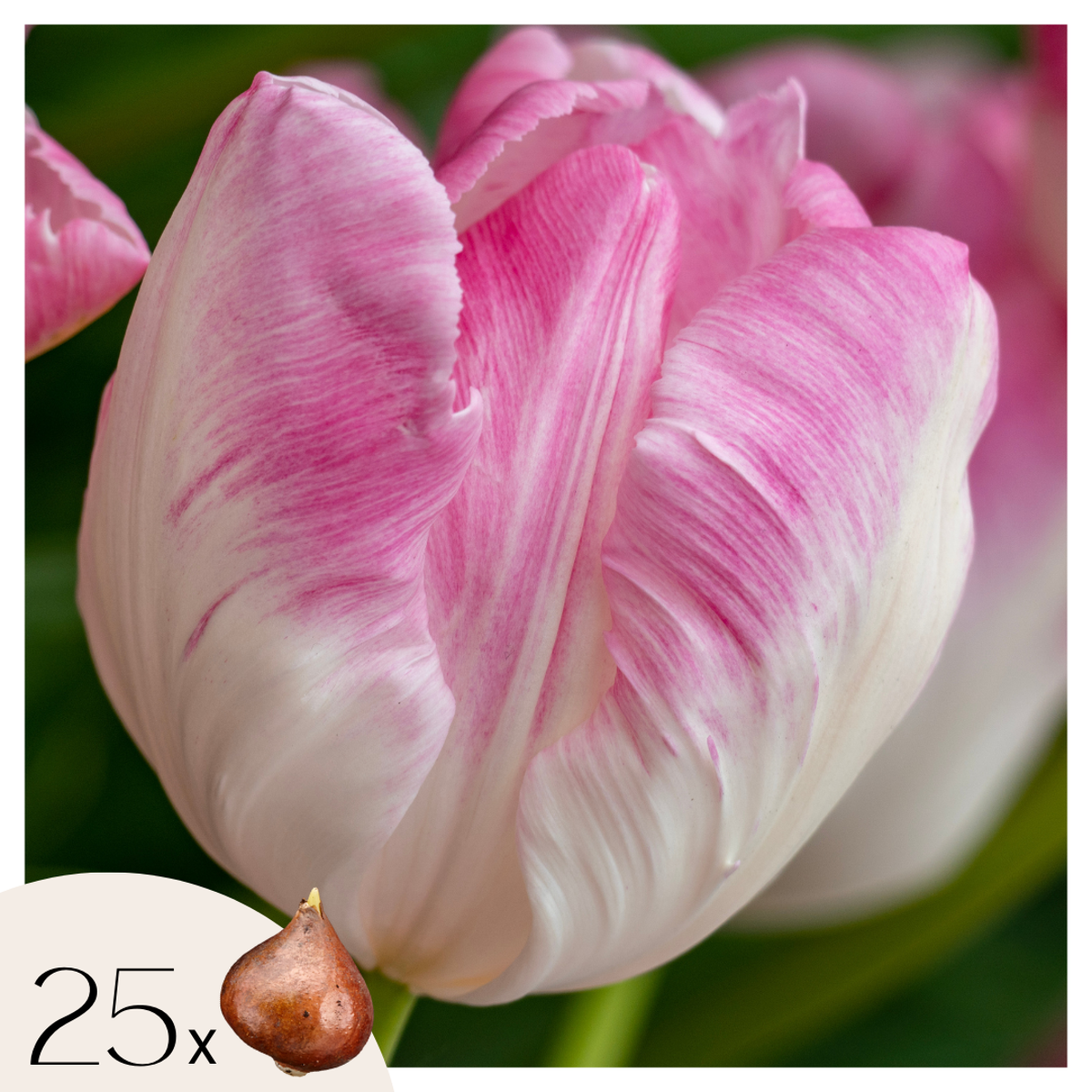 Florastore Tulpanlökar - Set Om 25 - Tulipa 'Cabanna' - Blomlökar - Rosa