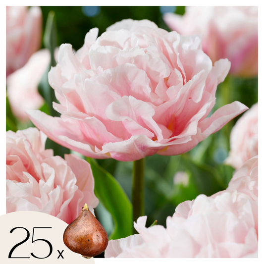 Tulip Tulpanlökar - Set Om 25 - Tulipa 'Dreamer' - Blomlökar - Rosa