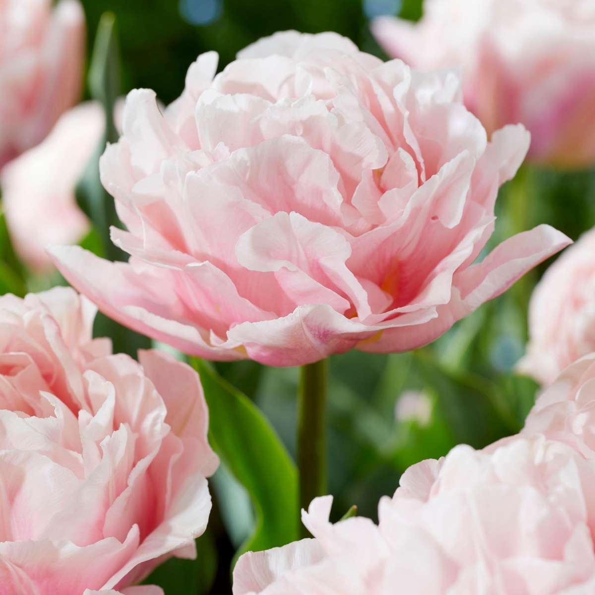 Tulip Tulpanlökar - Set Om 25 - Tulipa 'Dreamer' - Blomlökar - Rosa