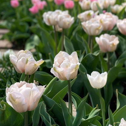Tulip Tulpanlökar - Set Om 25 - Tulipa 'Dreamer' - Blomlökar - Rosa