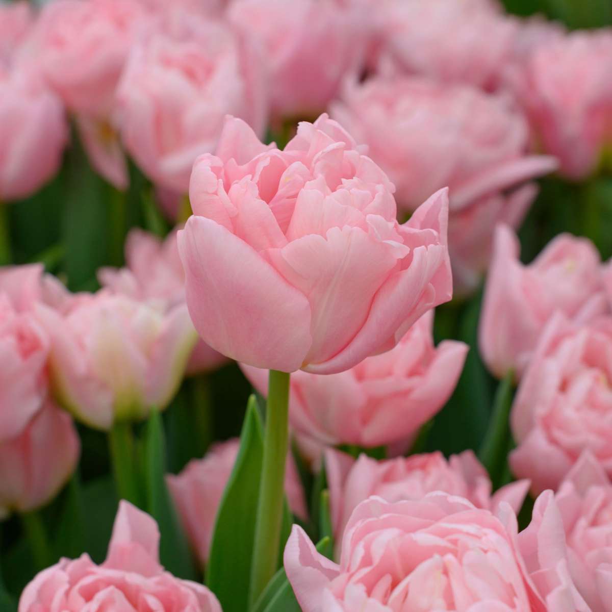 Tulip Tulpanlökar - Set Om 25 - Tulipa 'Dreamer' - Blomlökar - Rosa