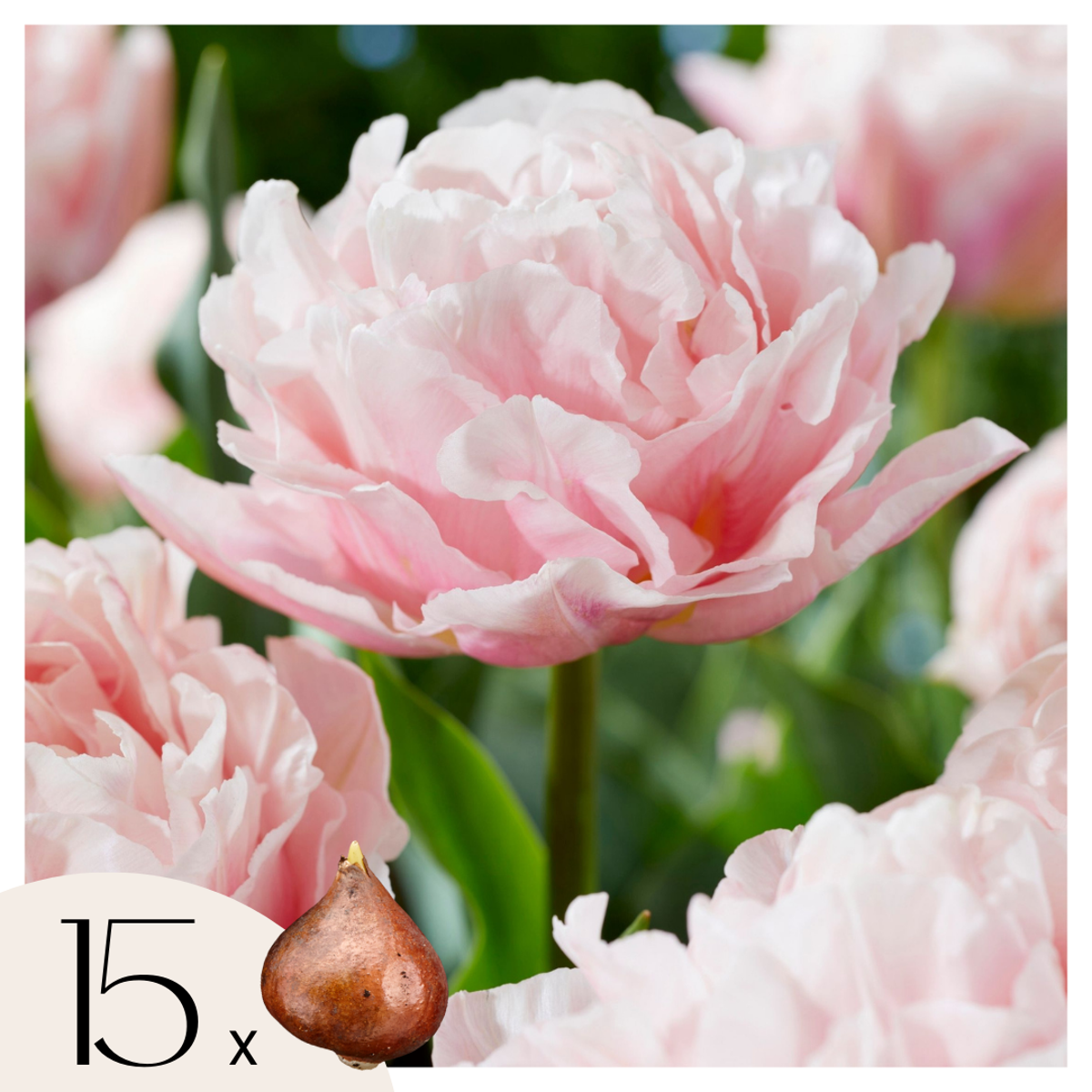 Florastore Tulpanlökar - Set Om 15 - Tulipa 'Dreamer' - Blomlökar - Rosa