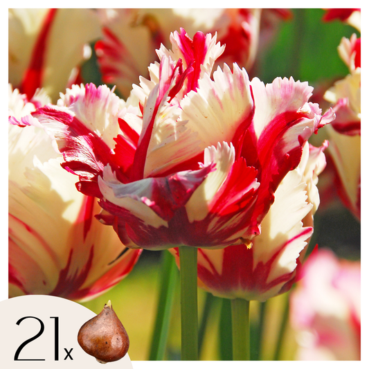 Florastore Tulpanlökar - Set Om 21 - Tulipa 'Estella Rijnveld' - Blomlökar - Röd