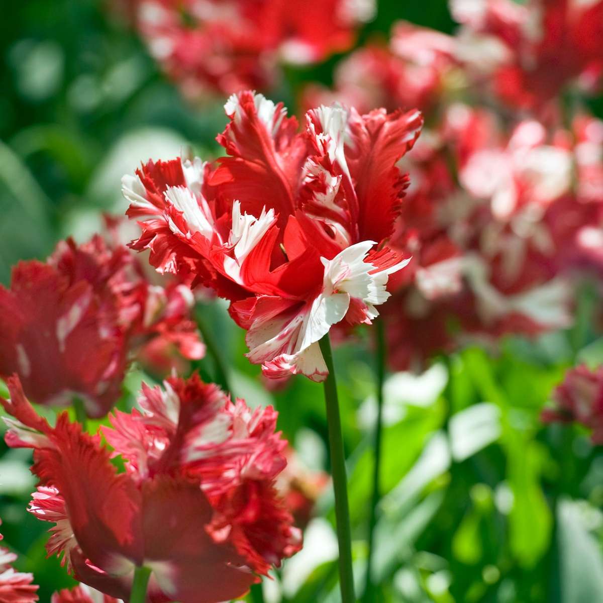 Tulip Tulpanlökar - Set Om 21 - Tulipa 'Estella Rijnveld' - Blomlökar - Röd