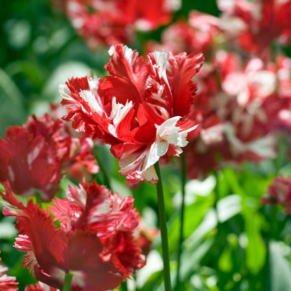 Tulip Tulpanlökar - Set Om 21 - Tulipa 'Estella Rijnveld' - Blomlökar - Röd