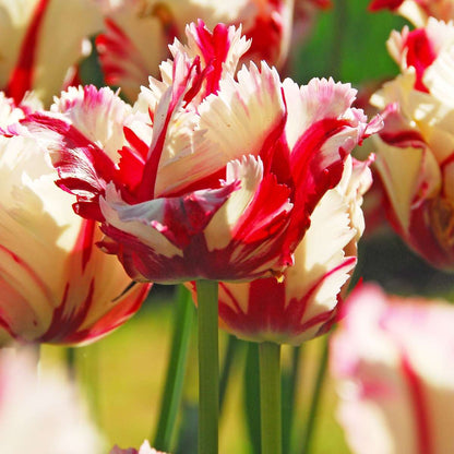 Tulip Tulpanlökar - Set Om 21 - Tulipa 'Estella Rijnveld' - Blomlökar - Röd