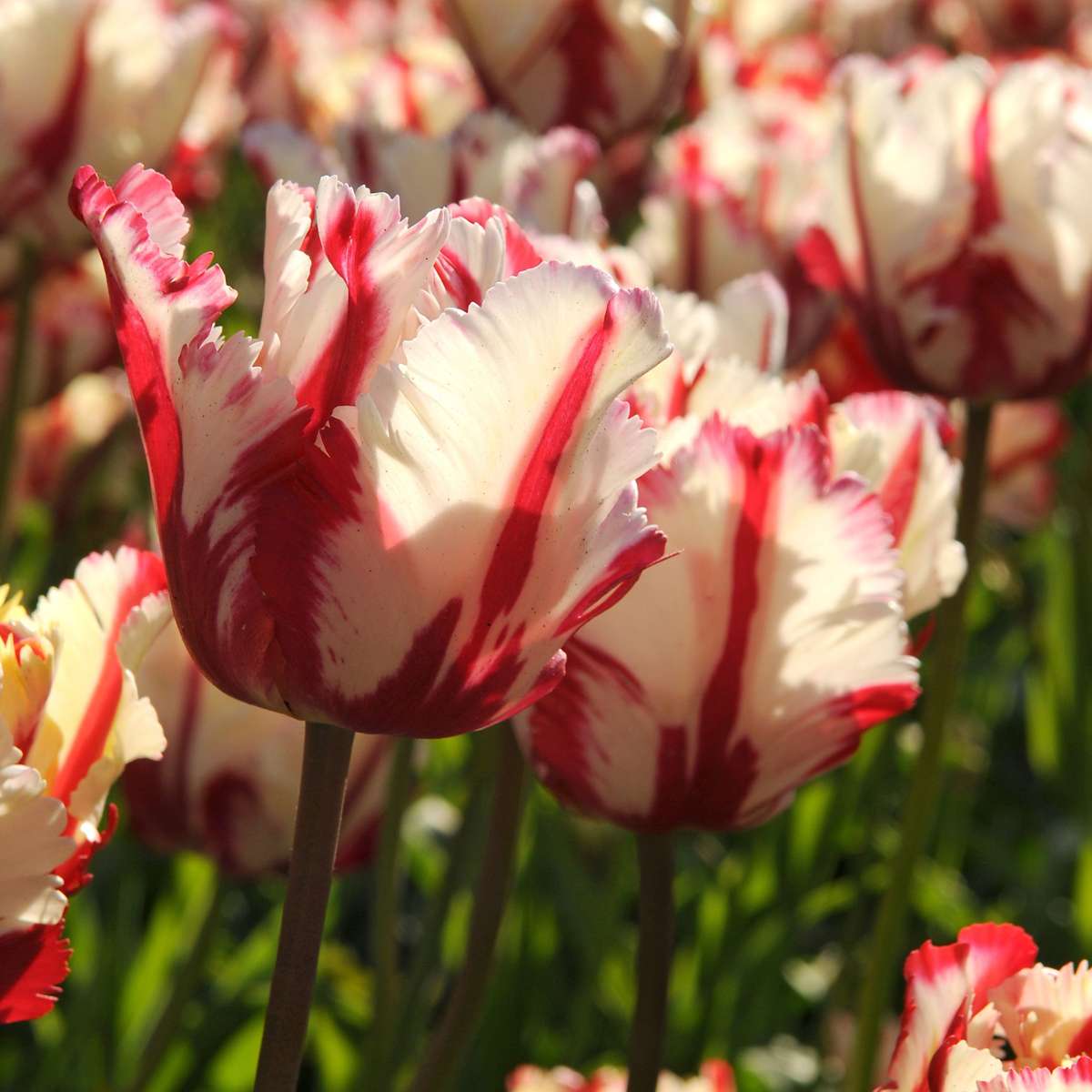 Tulip Tulpanlökar - Set Om 21 - Tulipa 'Estella Rijnveld' - Blomlökar - Röd