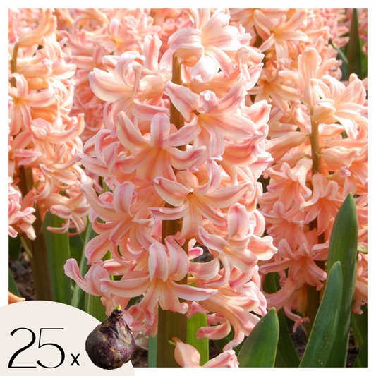 Florastore Hyacintlökor - Set Om 25 - Hyacinthus 'Gipsy Queen' - Blomlökar - Orange