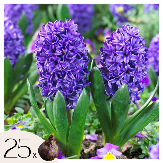 Florastore Hyacintlökor - Set Om 25 - Hyacinthus 'Blue Trophy' - Blomlökar - Blå