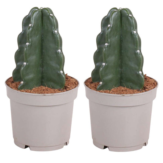 Florastore Rygglös Kaktus - Set Om 2 - Cereus Jamacaru - Höjd 25-30Cm - ⌀12Cm