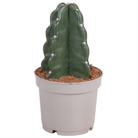 Florastore Rygglös Kaktus - Cereus Jamacaru - Höjd 25-30Cm - ⌀12Cm