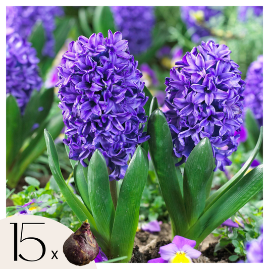 Florastore Hyacintlökor - Set Om 15 - Hyacinthus 'Blue Trophy' - Blomlökar - Blå