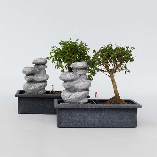 Florastore Bonsaiträd - Set Om 2 - Bonsai - Höjd 25-35Cm - ⌀29Cm