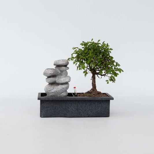 Florastore Bonsaiträd - Bonsai - Höjd 25-35Cm - ⌀29Cm