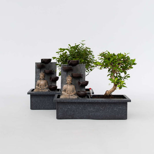 Florastore Bonsaiträd - Set Om 2 - Bonsai - Höjd 25-35Cm - ⌀29Cm