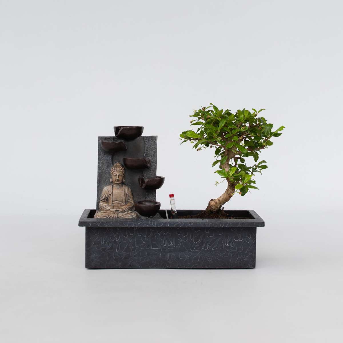 Florastore Bonsaiträd - Bonsai - Höjd 25-35Cm - ⌀29Cm