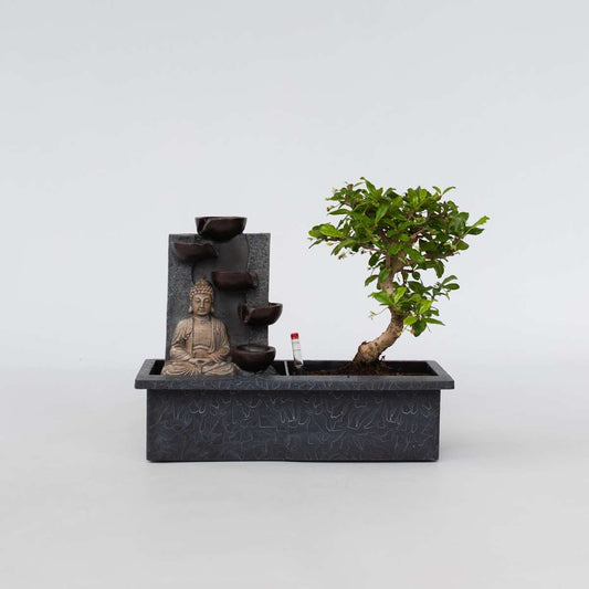 Florastore Bonsaiträd - Bonsai - Höjd 25-35Cm - ⌀29Cm