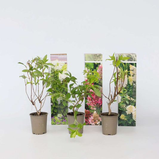 Florastore Hortensia - Set Om 6 - Hortensia Paniculata - Höjd 25-35Cm - ⌀9Cm