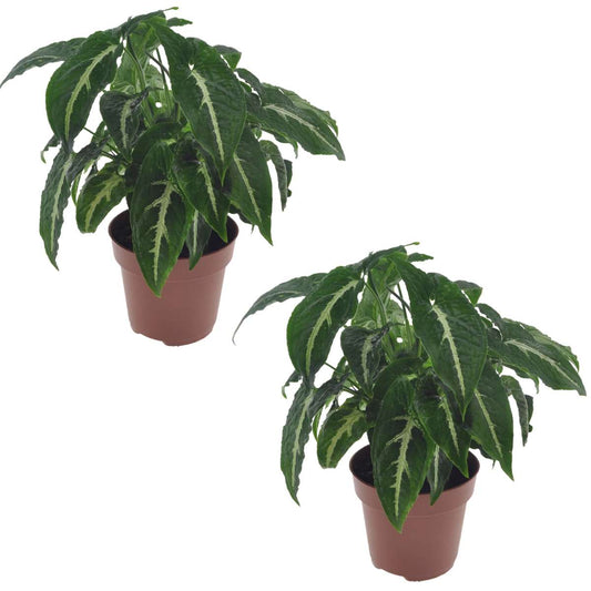 Florastore Pilspetsranka - Set Om 2 - Syngonium 'Wendlandii' - Höjd 20-30Cm - ⌀12Cm