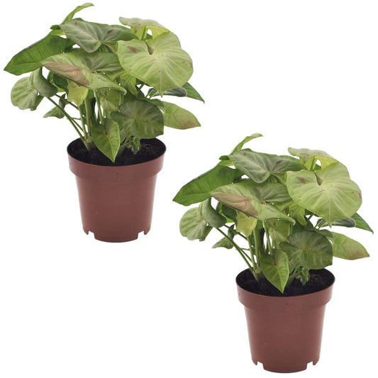 Florastore Pilspetsranka - Set Om 2 - Syngonium 'Milk Confetti' - Höjd 20-30Cm - ⌀12Cm