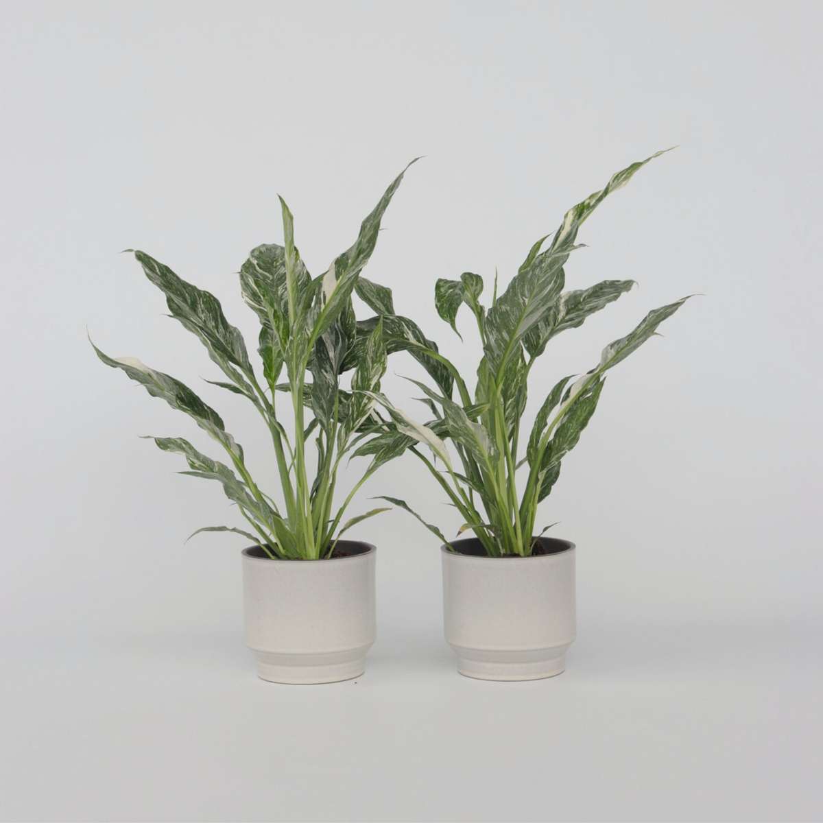 Florastore Fredskalla - Set Om 2 - Spathiphyllum 'Diamond' - Höjd 40-50Cm - ⌀12Cm