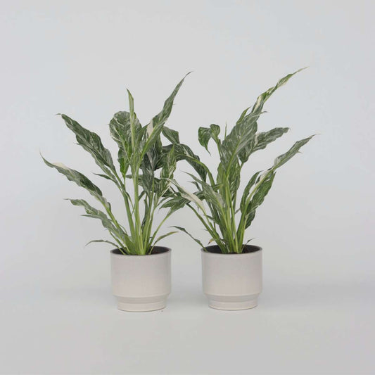 Florastore Fredskalla - Set Om 2 - Spathiphyllum 'Diamond' - Höjd 40-50Cm - ⌀12Cm