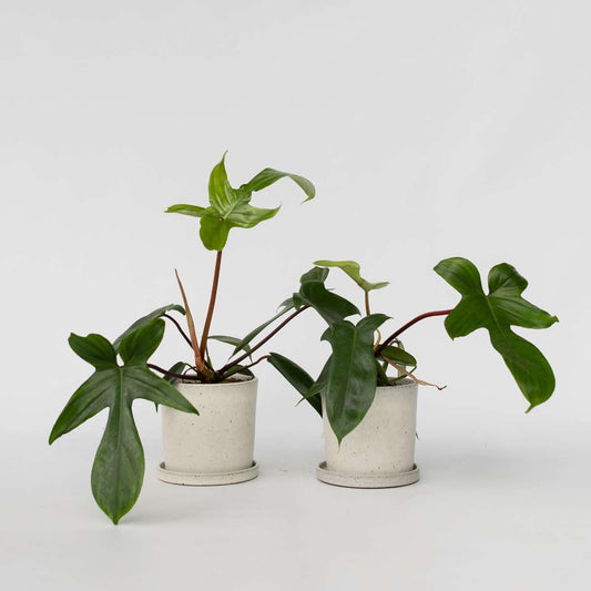 Florastore Filodendron - Set Om 2 - Philodendron 'Florida Green' - Höjd 20-30Cm - ⌀12Cm