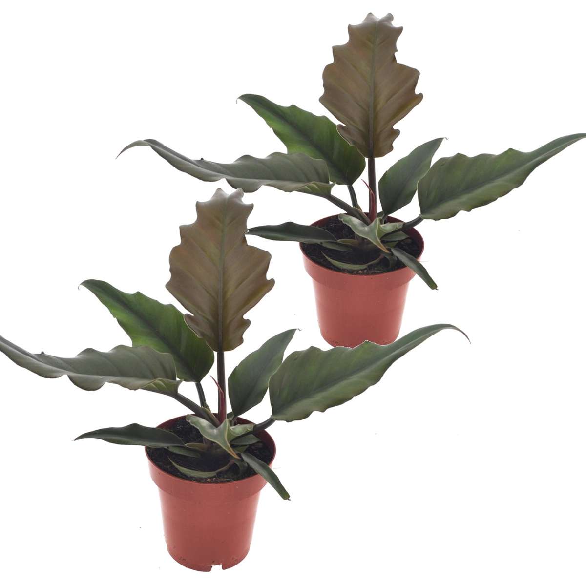Philodendron Filodendron - Set Om 2 - Philodendron 'Caramel' - Höjd 25-35Cm - ⌀12Cm
