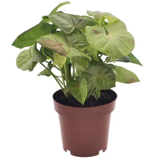 Florastore Pilspetsranka - Syngonium 'Milk Confetti' - Höjd 20-30Cm - ⌀12Cm