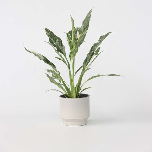 Florastore Fredskalla - Spathiphyllum 'Diamond' - Höjd 40-50Cm - ⌀12Cm