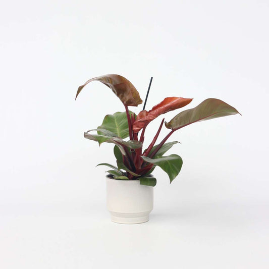 Florastore Filodendron - Philodendron 'Sun Light' - Höjd 20-30Cm - ⌀12Cm