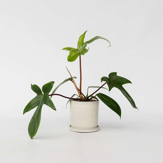 Florastore Filodendron - Philodendron 'Florida Green' - Höjd 20-30Cm - ⌀12Cm