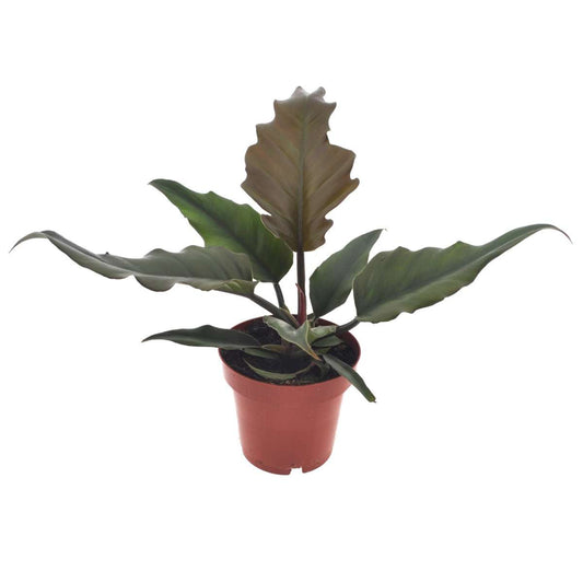 Florastore Filodendron - Philodendron 'Caramel' - Höjd 25-35Cm - ⌀12Cm