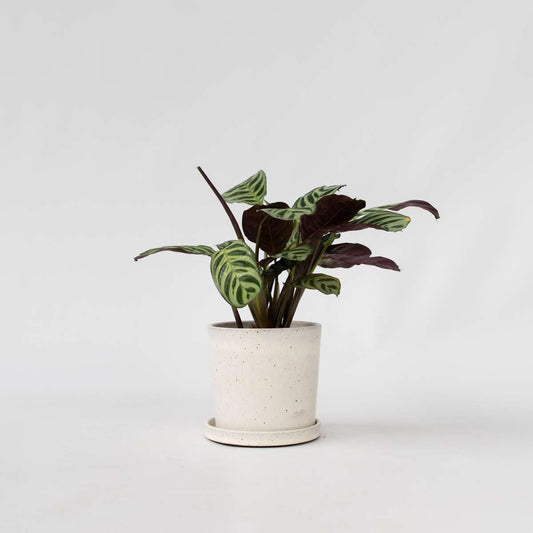 Florastore Fiskbensstenante - Ctenanthe 'Amagris' - Höjd 20-30Cm - ⌀12Cm