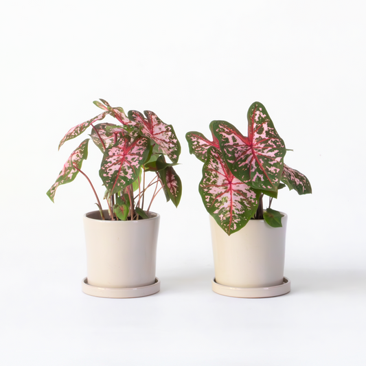 Florastore Kaladium - Set Om 2 - Caladium 'Carolyn Whorton' - Höjd 25-40Cm - ⌀13Cm