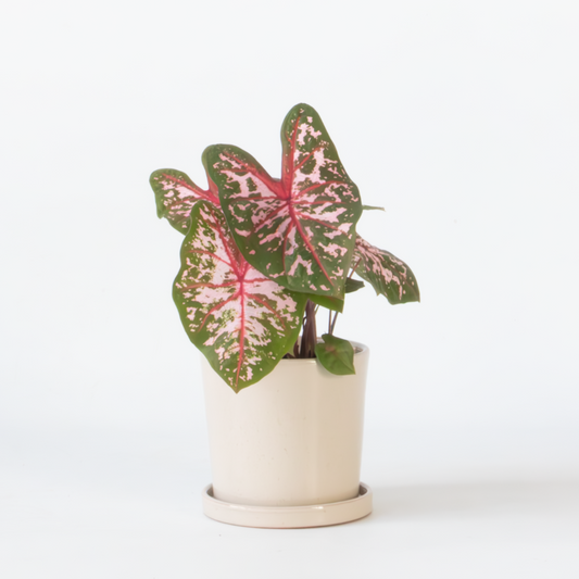 Florastore Kaladium - Caladium 'Carolyn Whorton' - Höjd 25-40Cm - ⌀13Cm