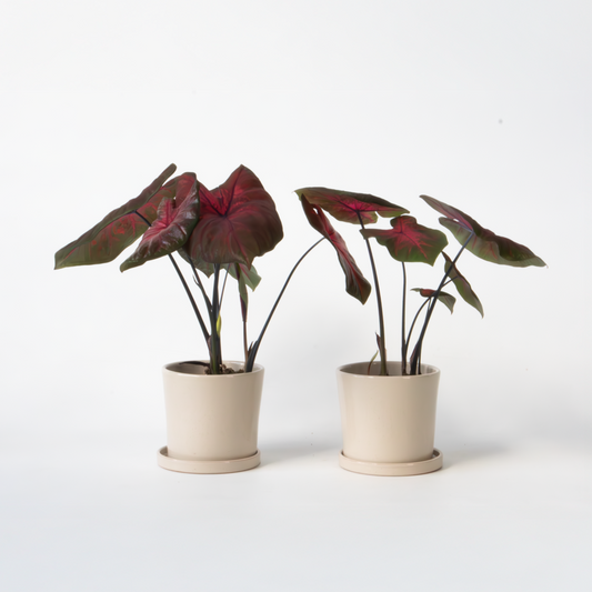 Florastore Kaladium - Set Om 2 - Caladium 'Postman Joyner' - Höjd 25-40Cm - ⌀12Cm