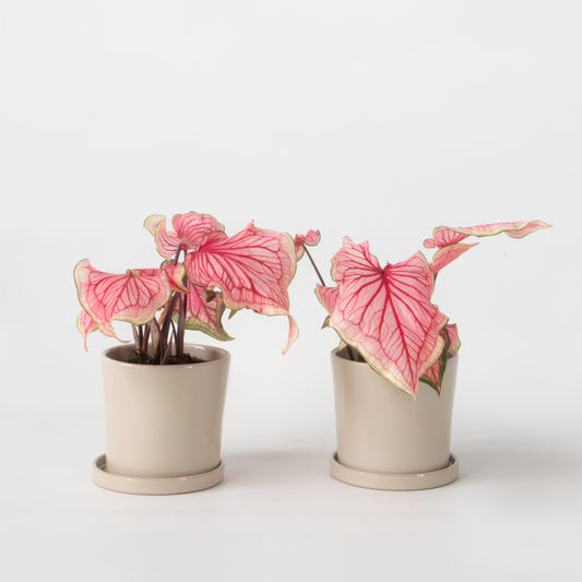 Florastore Kaladium - Set Om 2 - Caladium 'Sweetheart' - Höjd 25-40Cm - ⌀12Cm