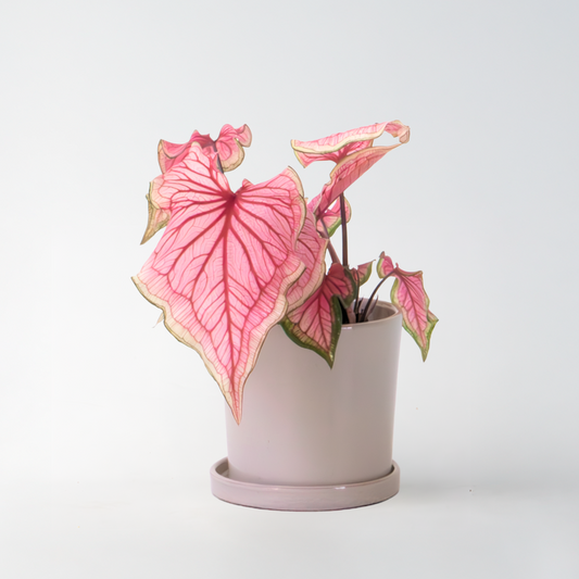 Florastore Kaladium - Caladium 'Sweetheart' - Höjd 25-40Cm - ⌀12Cm